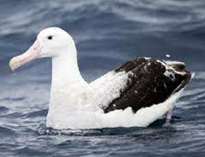 Pozdrowienia ze środka albatrosa